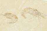 Four Cretaceous Fossil Shrimp (Carpopenaeus) - Hjoula, Lebanon #201359-4